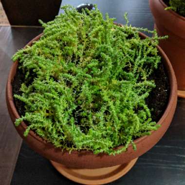 Sedum Album