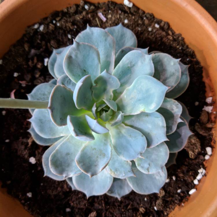 plant image 848187 plant image 848187