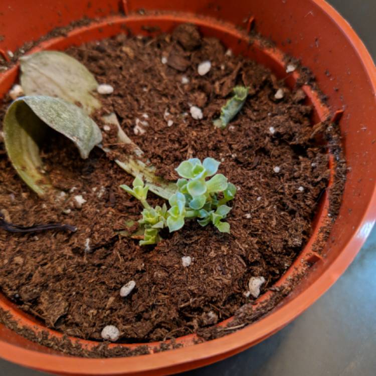 plant image 853558 plant image 853558