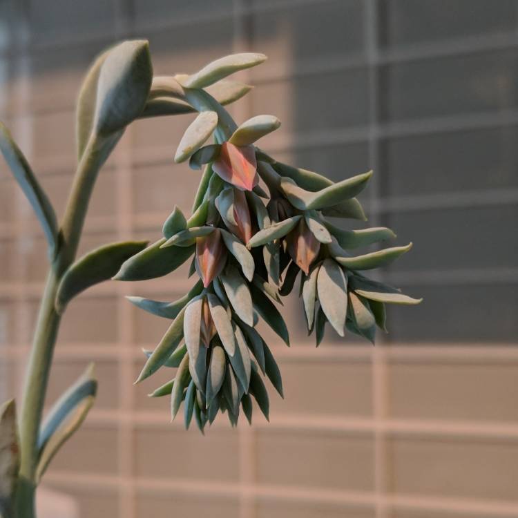 plant image 859606 plant image 859606