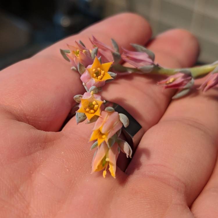 plant image 859607 plant image 859607