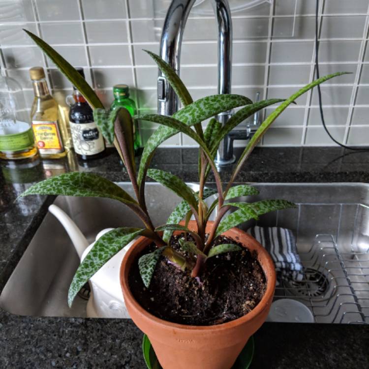plant image 864445 plant image 864445