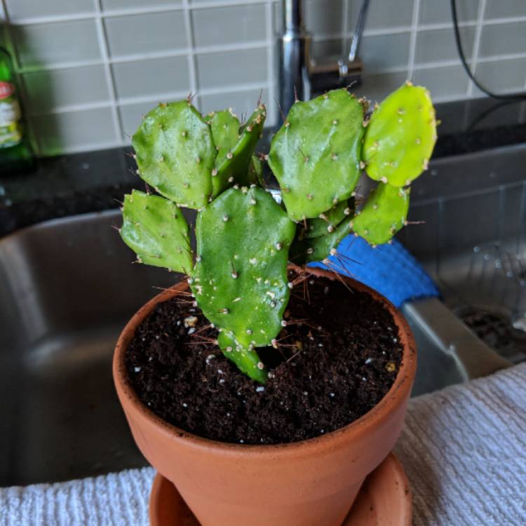 Plant image Opuntia Argentina