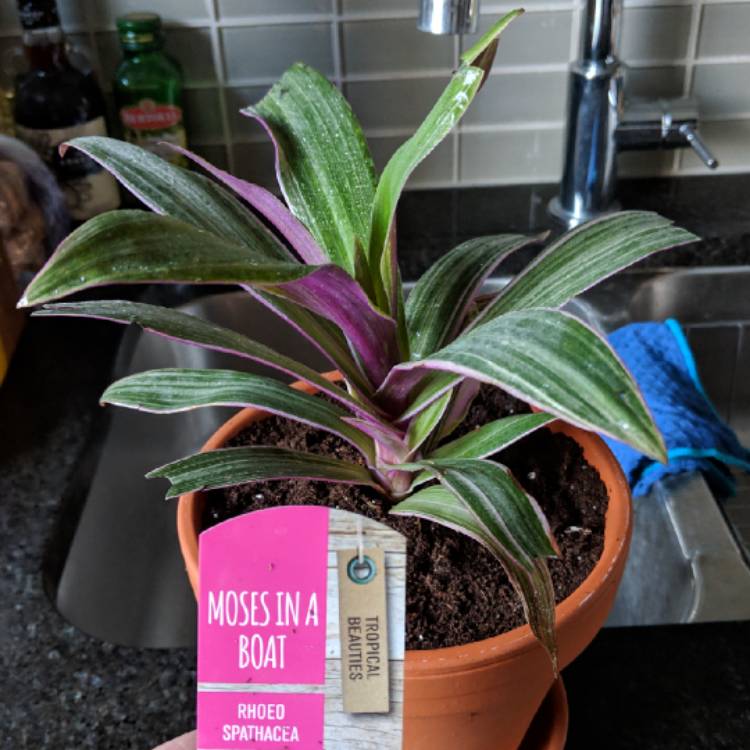 plant image 892882 plant image 892882