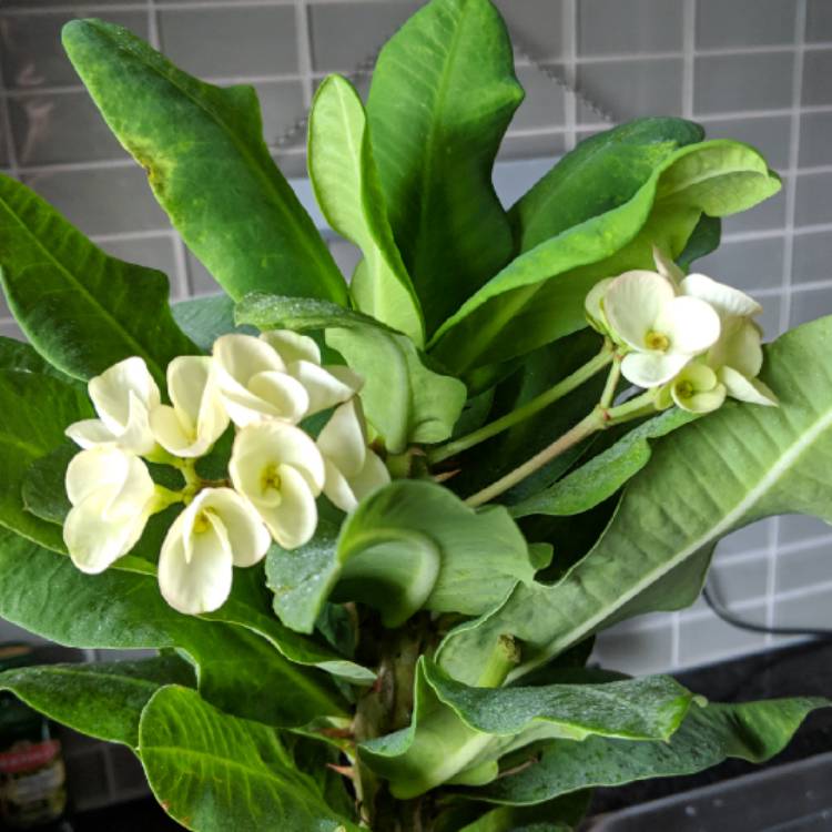 plant image 894420 plant image 894420