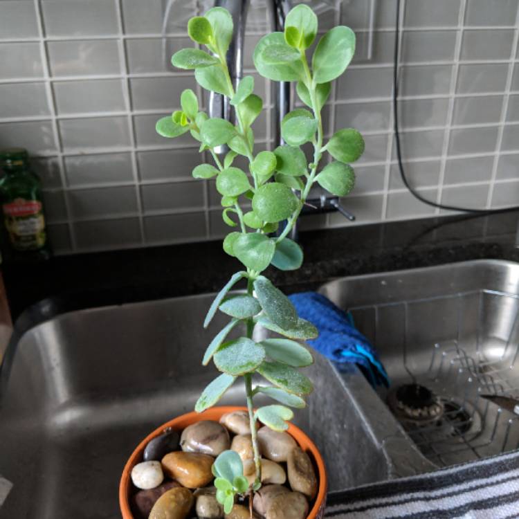 plant image 894444 plant image 894444