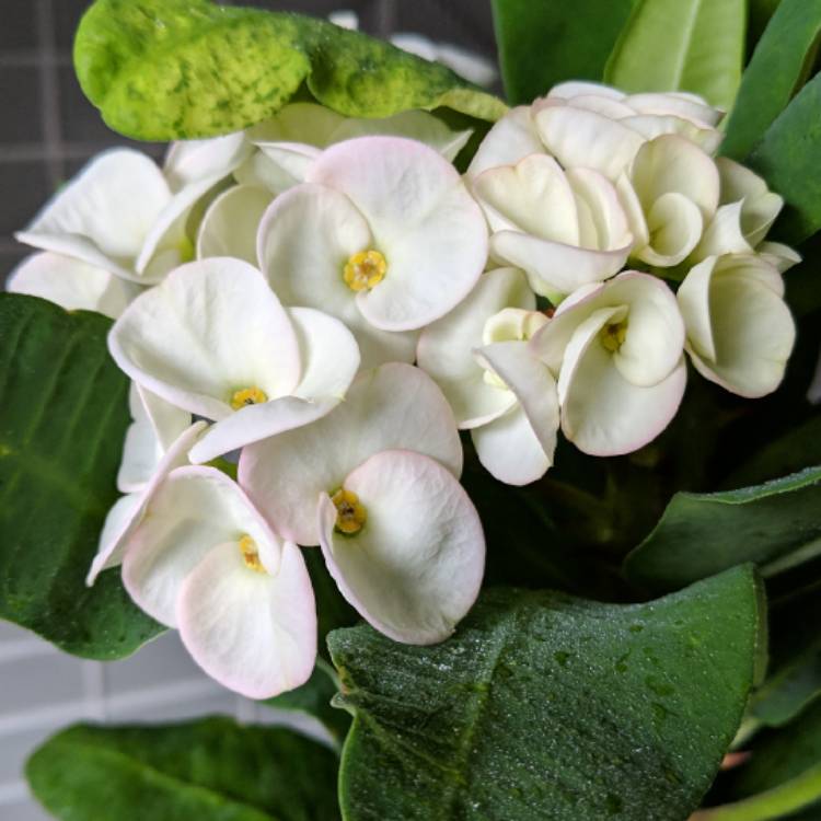 plant image 897766 plant image 897766