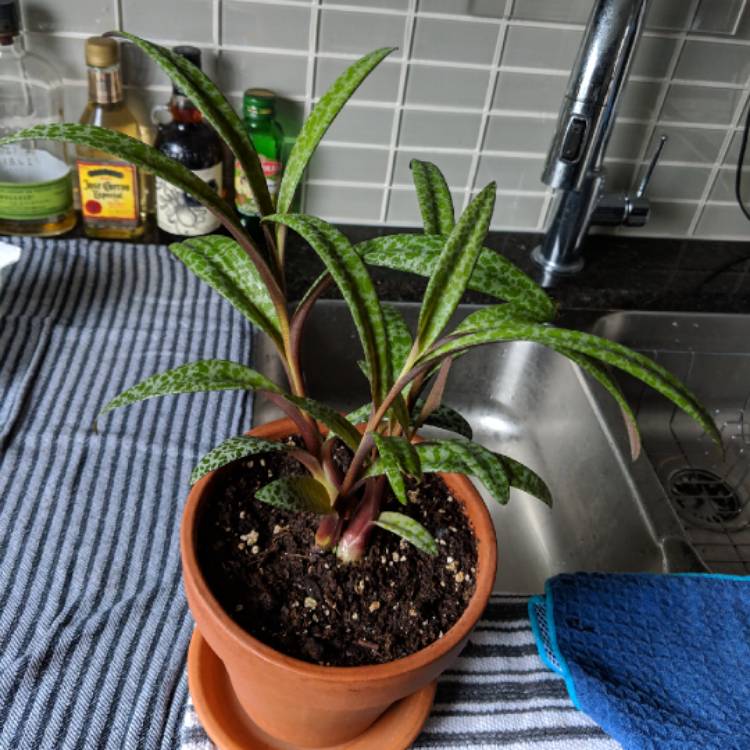 plant image 897771 plant image 897771
