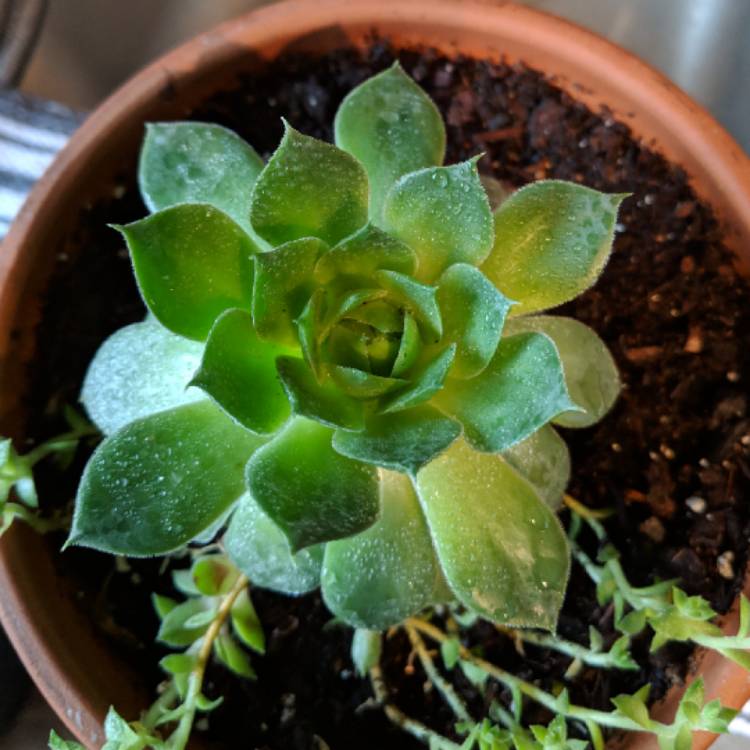 plant image 906809