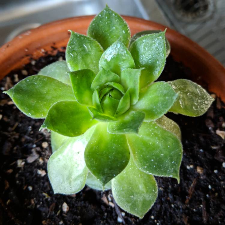 plant image 945291