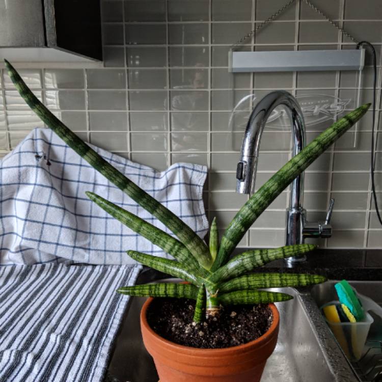 Plant image Sansevieria cylindrica