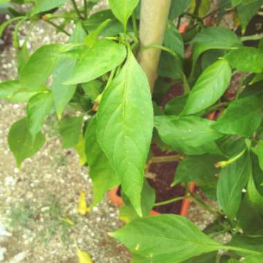 Capsicum annuum