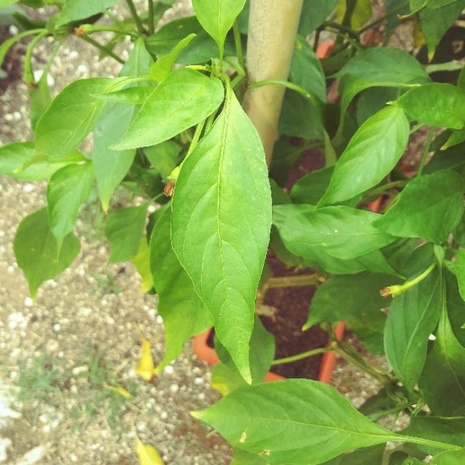 plant image 836858