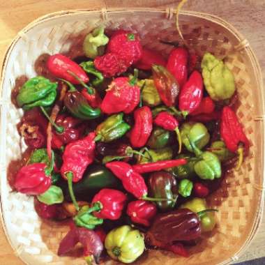 Capsicum annuum