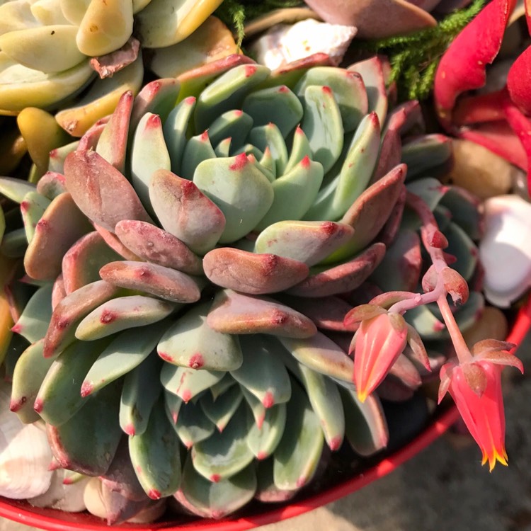 plant image 850124