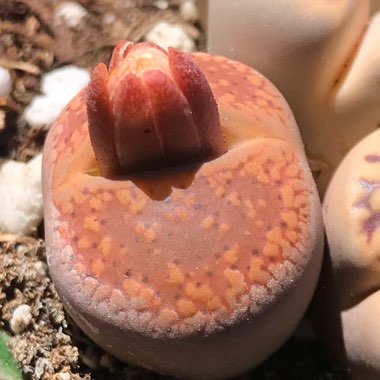 Lithops