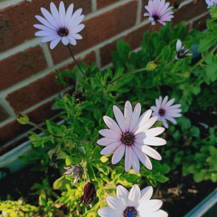 plant image 1293974