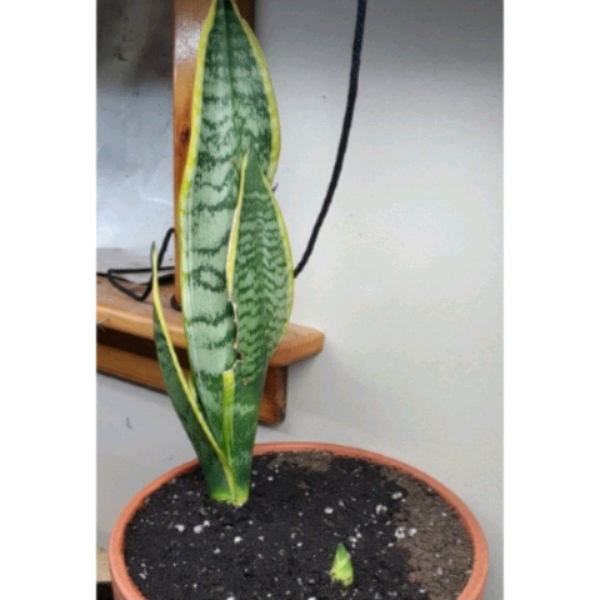 plant image 1240189
