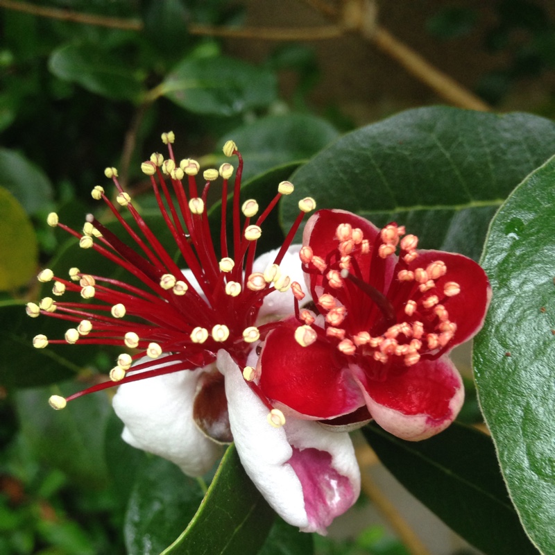 plant image 134017