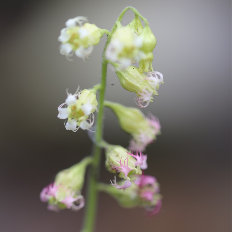 Plant image Tellima grandiflora