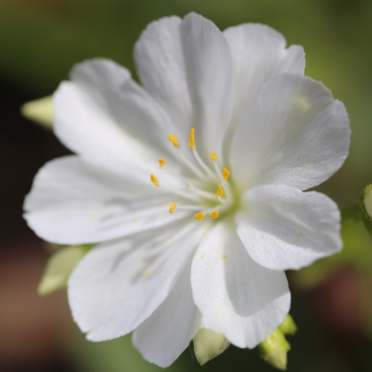 Plant image Lewisia Cotyledon forma 'Alba'