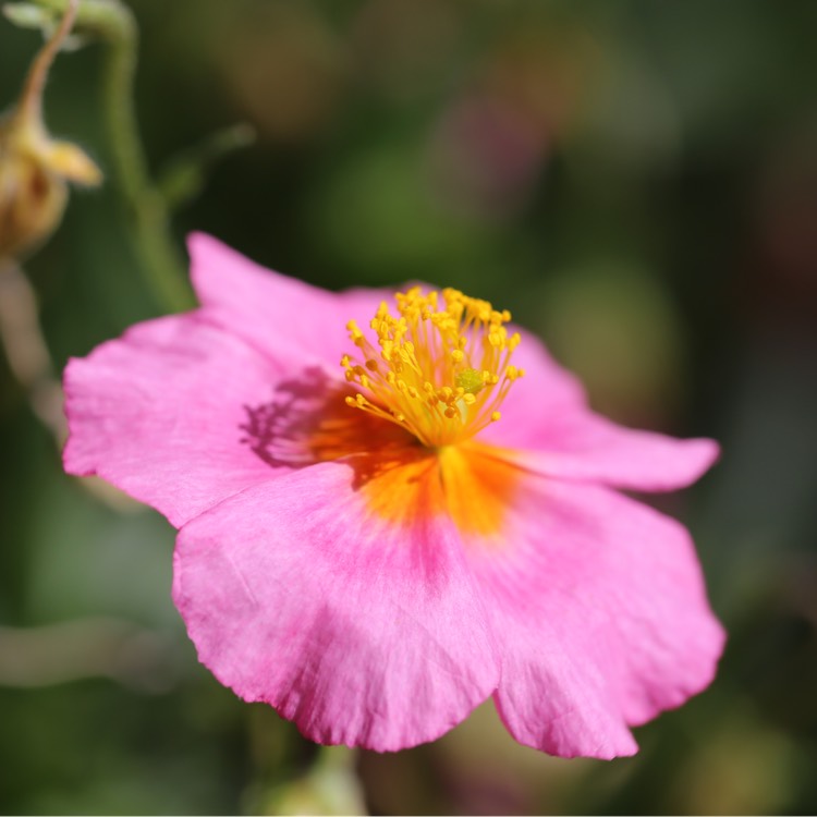 plant image 1104248
