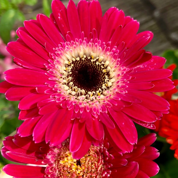 plant image 1124504