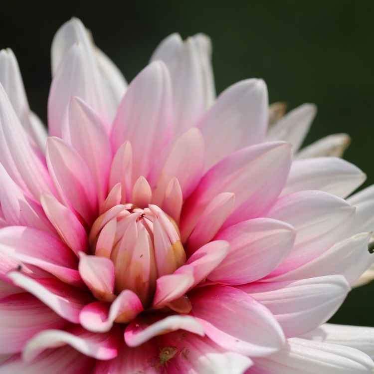 plant image 1133435