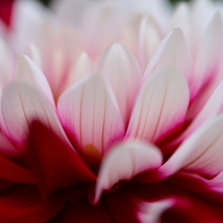 plant image 1140663