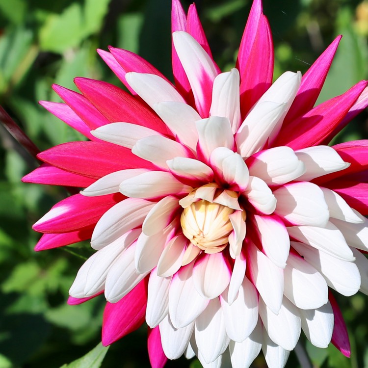 plant image 1150244