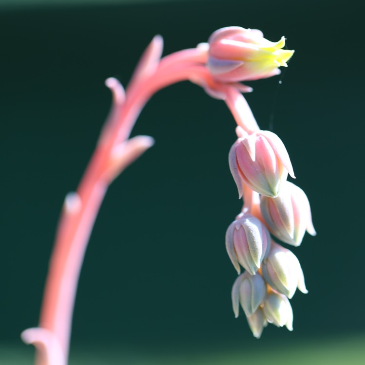 plant image 1274808