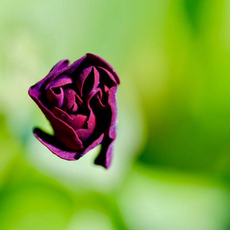 plant image 1280356