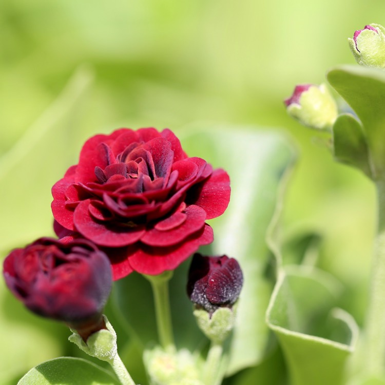 plant image 1292082