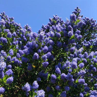 Ceanothus 'Yankee Point'