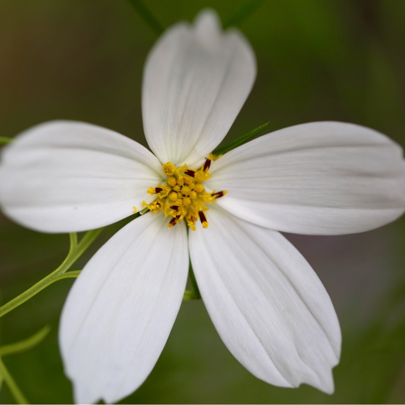 plant image 137598