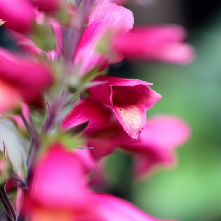 plant image 1379728