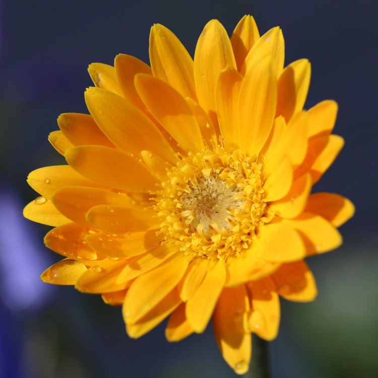 plant image 1382119