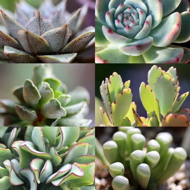 Various
