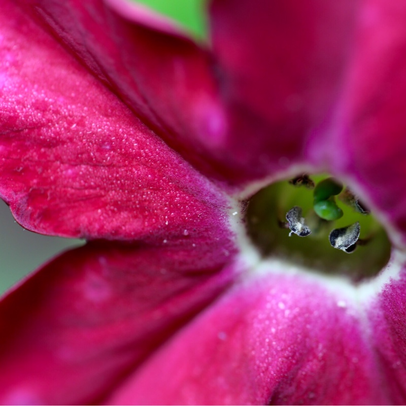 plant image 146769