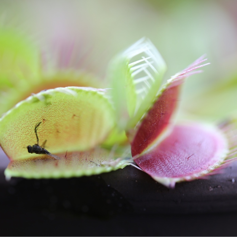 Dionaea muscipula