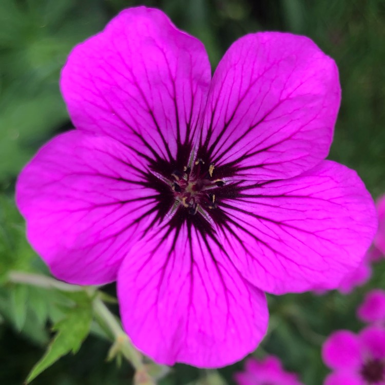 plant image 1499308 plant image 1499308