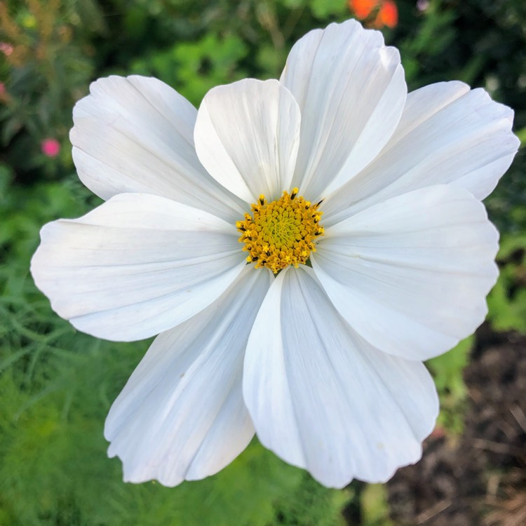 plant image 1527643