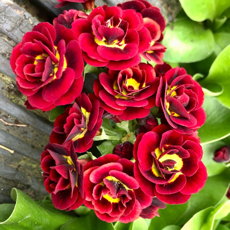 plant image 1585624