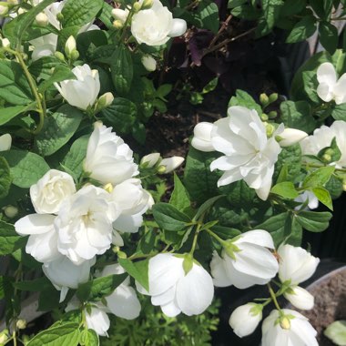 Philadelphus