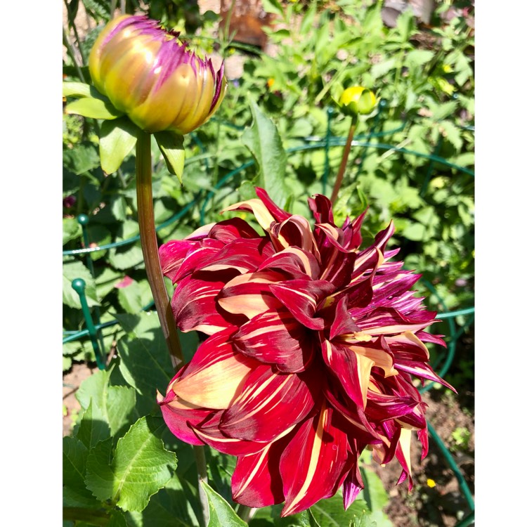 plant image 1610578