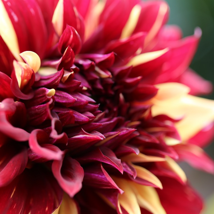 plant image 1613977
