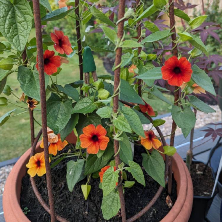 plant image 1673830
