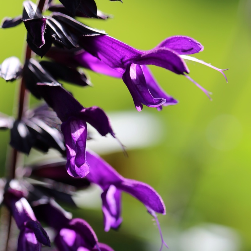 plant image 233497