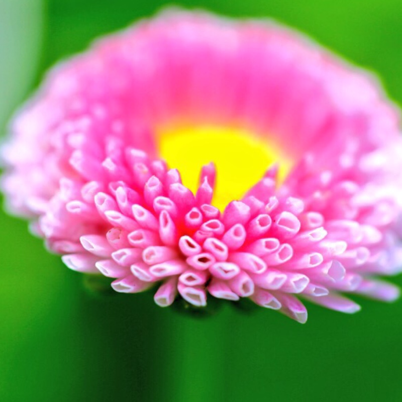 plant image 25007