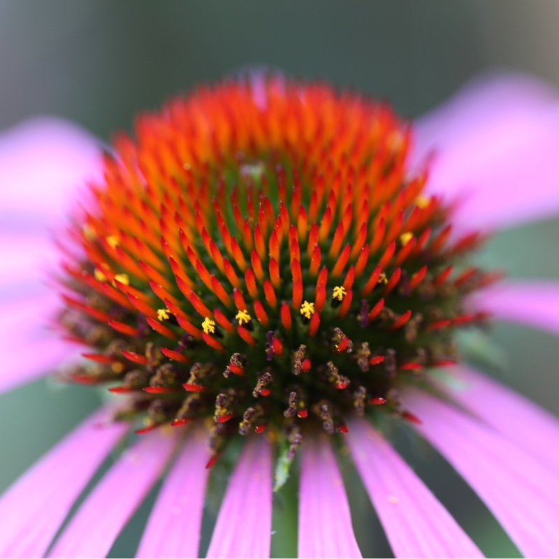 Echinacea purpurea 'Magnus'
